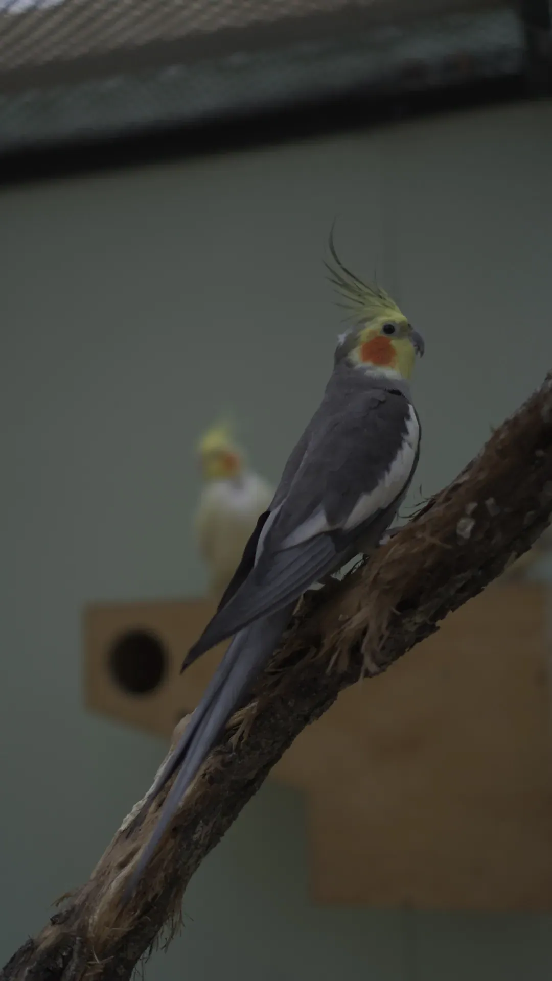 Foto von Rocket (Nymphensittiche)